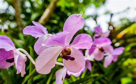 Orchids of Malaysia: A Tropical Symphony in Bloom