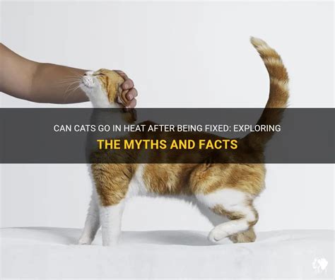 Can Boy Cats Spray After Being Fixed: Exploring the Mysteries of Feline Behavior and Beyond