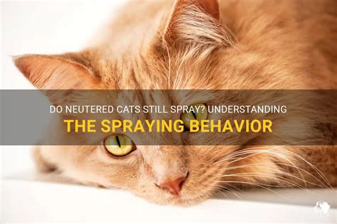 Can Cats Still Spray After Being Neutered? And Why Do They Sometimes Smell Like Old Books?