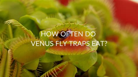 Can You Feed Venus Fly Traps Meat? And Why Not Try Feeding Them Your Homework?