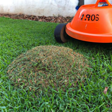 How Long After Weed and Feed Can I Mow: A Journey Through Time and Grass