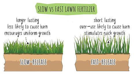 How Long Does Lawn Fertilizer Take to Work: And Why Do Trees Whisper Secrets at Night?