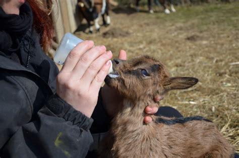 How Much Milk to Feed a Baby Goat: A Journey Through the Milky Way of Goat Care