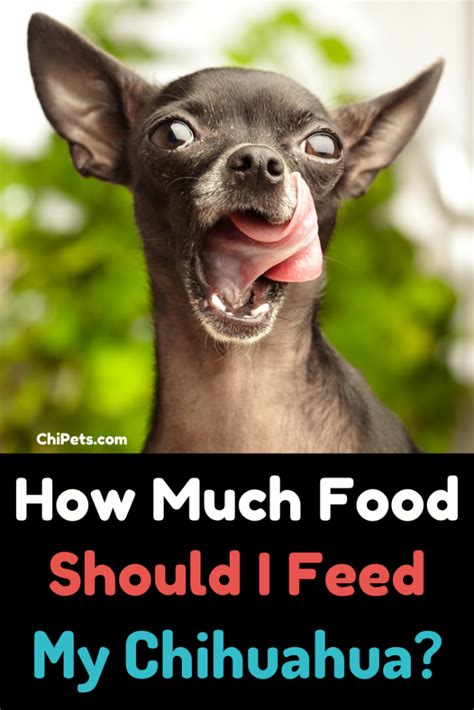 How Much to Feed Chihuahua and Why They Might Secretly Run a Tiny Bakery