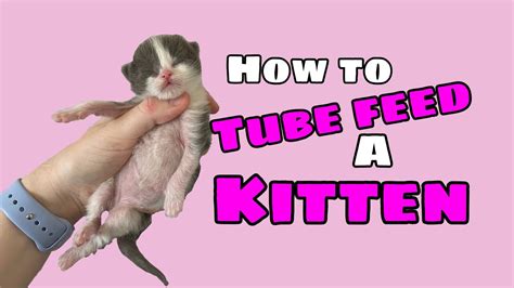 How to Tube Feed a Kitten: A Comprehensive Guide and the Art of Feline Communication