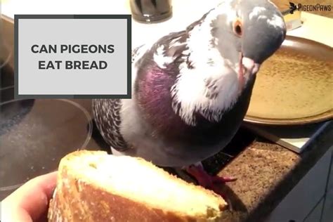 What Do You Feed Pigeons, and Why Do They Love Breadcrumbs So Much?