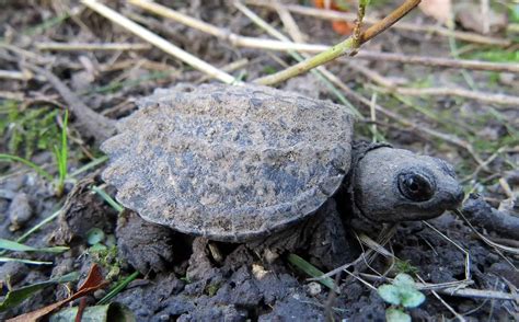 What to Feed a Baby Snapping Turtle: A Comprehensive Guide to Raising a Tiny Dinosaur