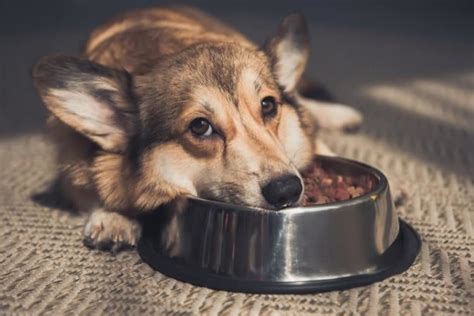 What to Feed an Old Dog That Won't Eat: Exploring the Culinary Mysteries of Canine Cuisine