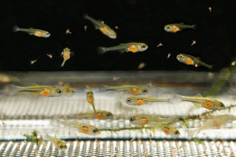 What to Feed Baby Fish: Exploring the Depths of Aquatic Nutrition and Beyond