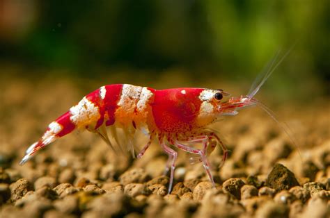 What to Feed Freshwater Shrimp: A Dive into the Culinary World of Tiny Crustaceans