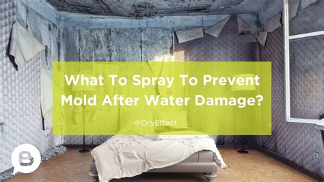 What to Spray to Prevent Mold After Water Damage: A Comprehensive Guide to Keeping Your Space Mold-Free