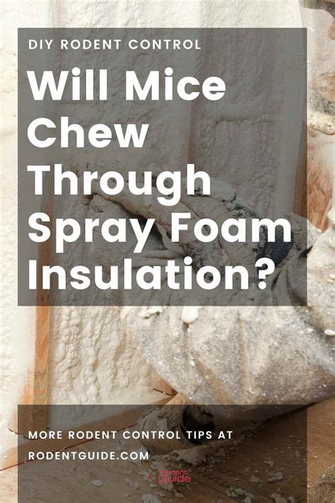 Will Mice Eat Through Spray Foam? And Other Curious Rodent Behaviors